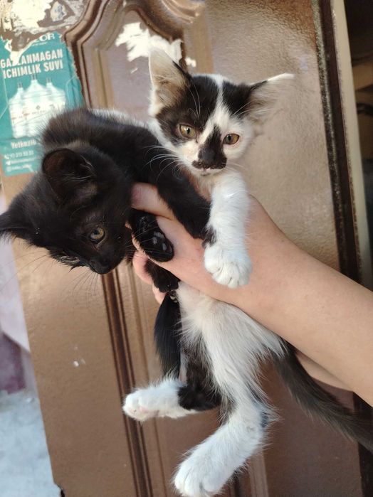 Котята в добрые руки