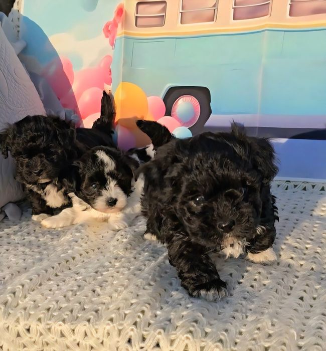 Малтипу /малтийска болонка и пудел тийкъп/