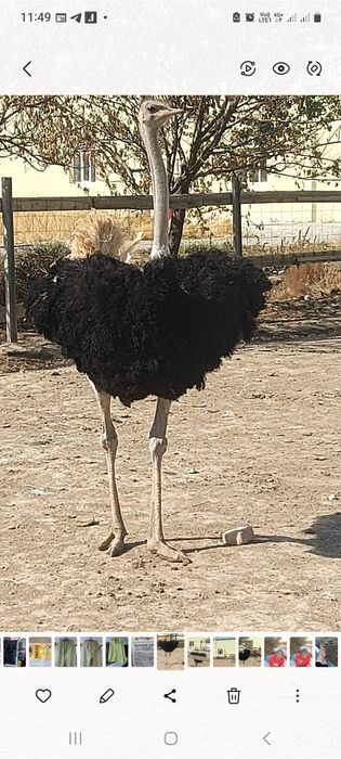 Продаю страусов африканских
