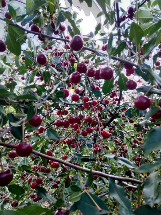 Дача продаётся оптимист(бывшая Литейшик)