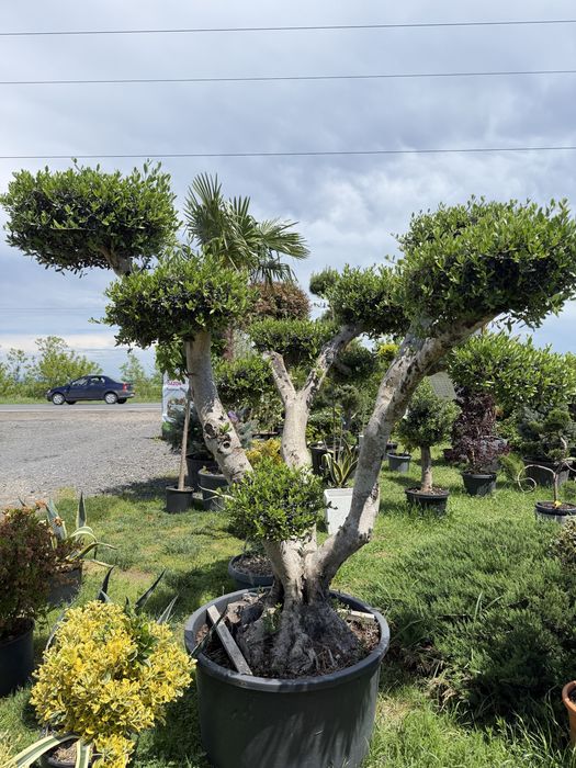 Rulouri de gazon sistem de irigatii gazon plante decorative