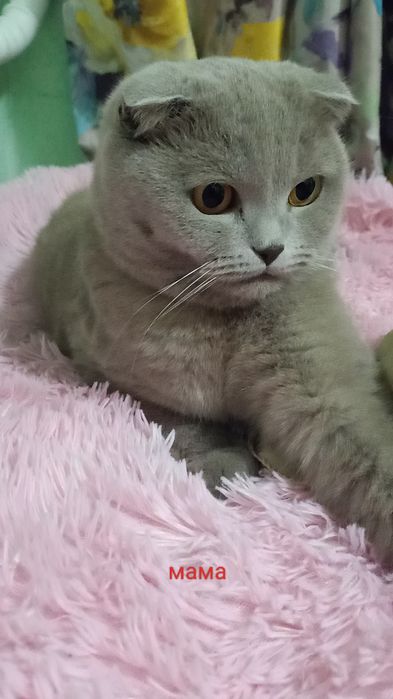 Продам милых котят