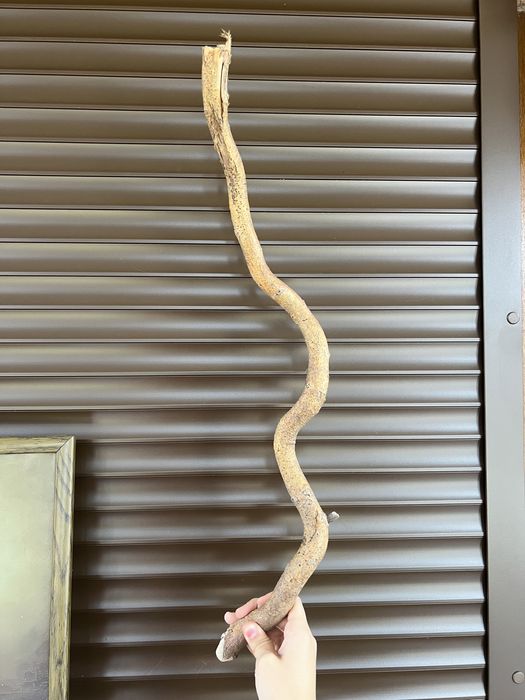 Ветки разные Пни, пеньки Ива Матсудана