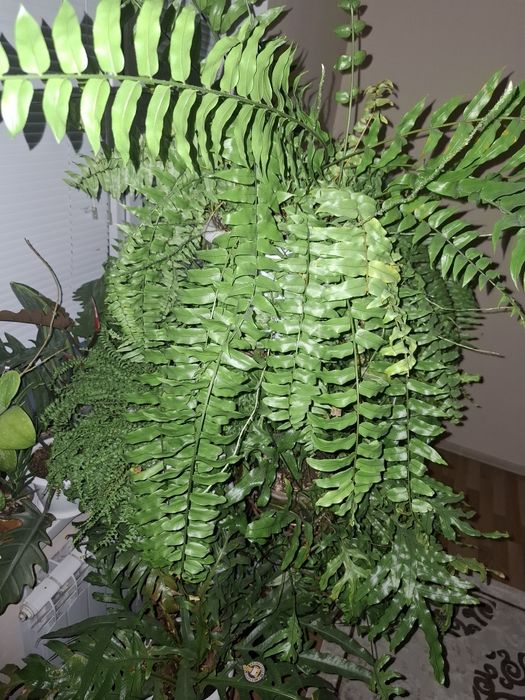 Нефролепис Мачо.