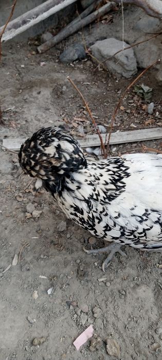 Dekarativni paduvan tovuqlar sotiladi