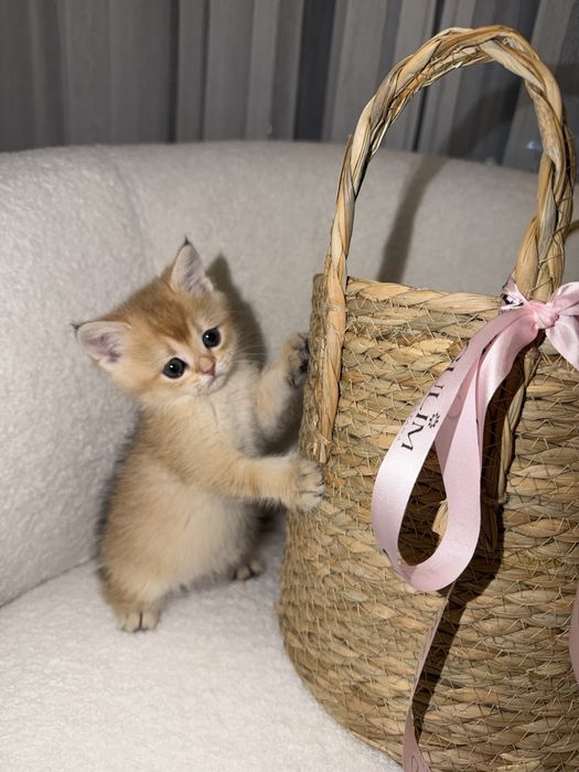 Британская Шиншилла