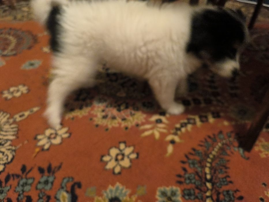 Donez  2 cățelușe