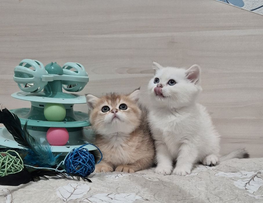 Чистокровные шиншиллы