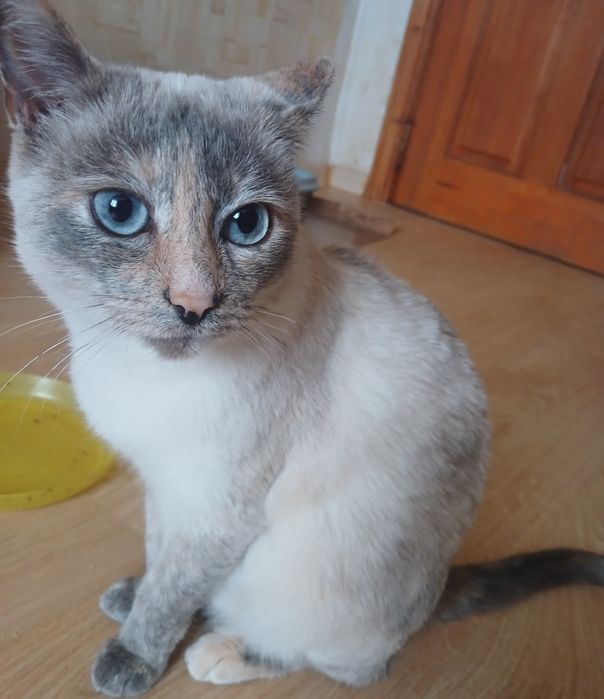 Кошка Зося ищет добрые руки