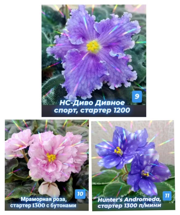 Сортовые фиалки разные