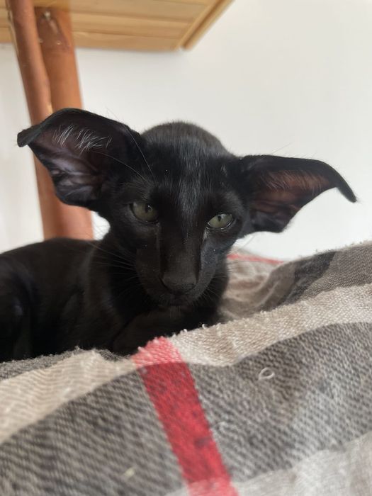 Ориентальные котята экстрим