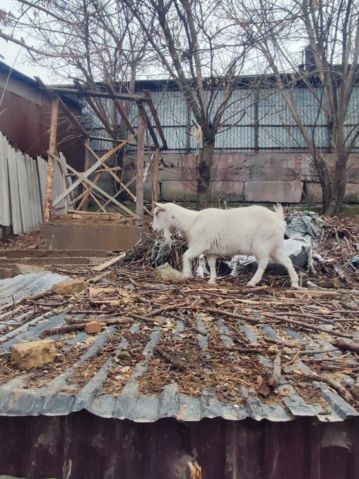 Орыс ешкіні сатамын