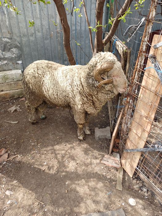 Vând/schimb berbec merinos!(Schimb cu capră de rasă)