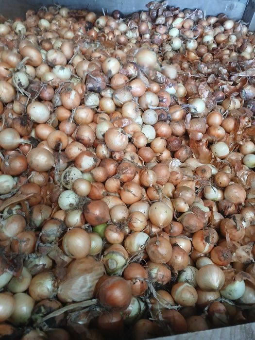 Ceapa stufat producator