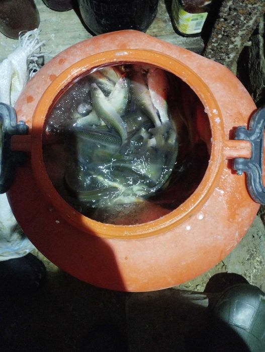 Живец чебак свежий