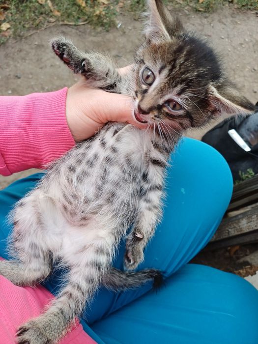 Найдены котята, срочно нужен дом !