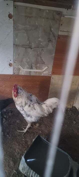 Қораз. Қораз. Қораз