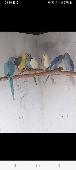 Vând micul Alexandru blânzi  și maturi  de reproducere