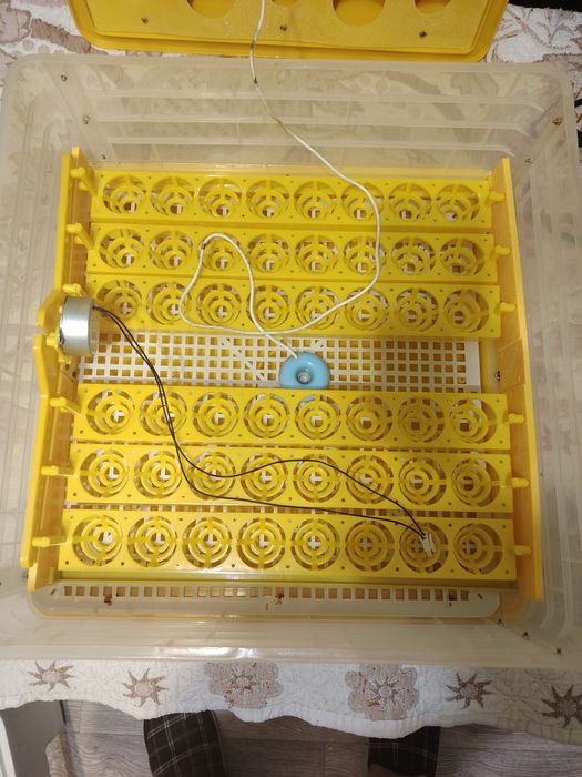 Инкубатор куриные