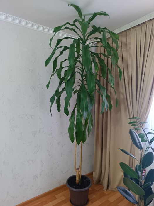 Драцена душистая