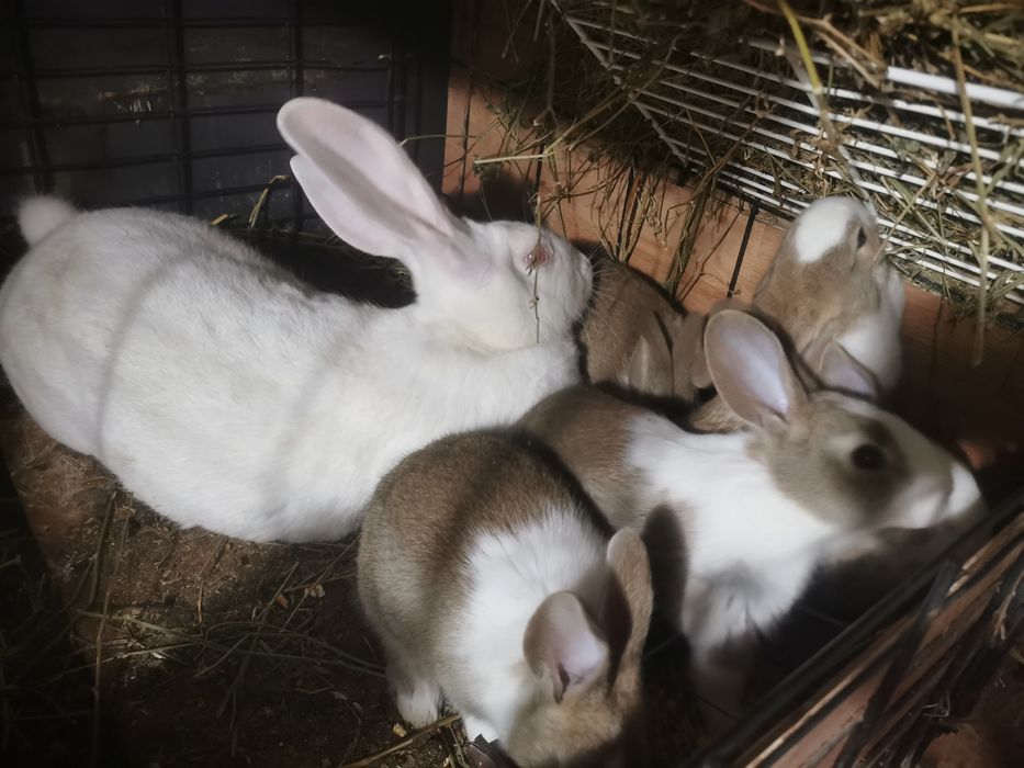 Vand Iepuri Hycole Francez