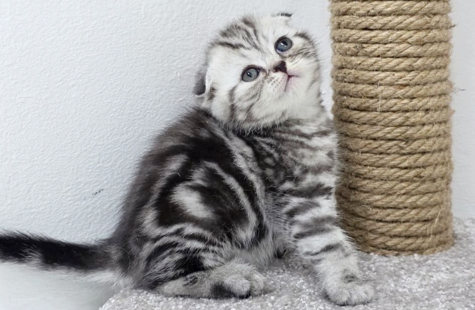 ШоТлаНдские КотЯта..