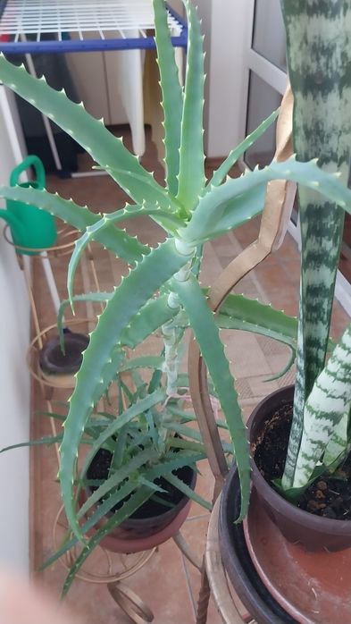 Комнатный цветок алое