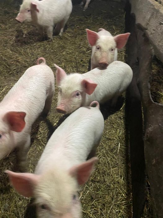 Продам поросят.