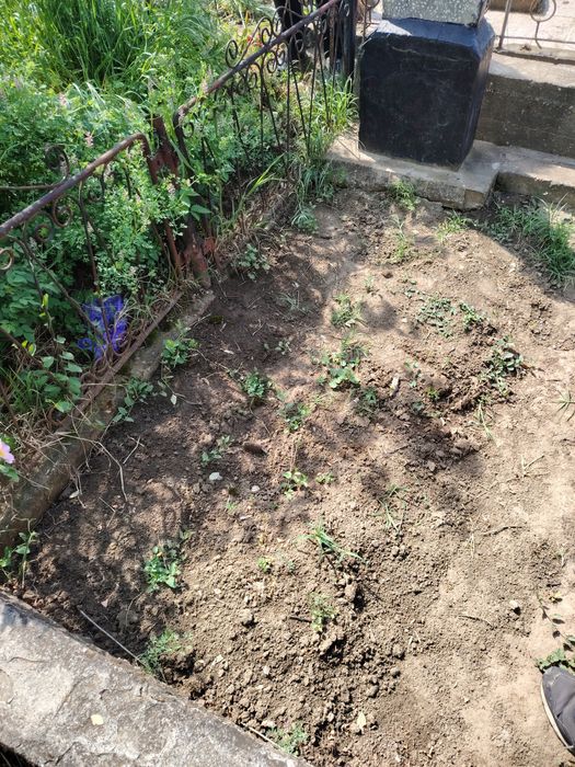 Loc de veci cimitirul central.