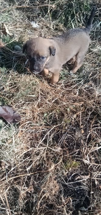 Отдам щенков, ищут дом