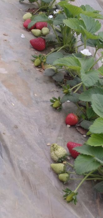 Karyski qulupnay kõchat