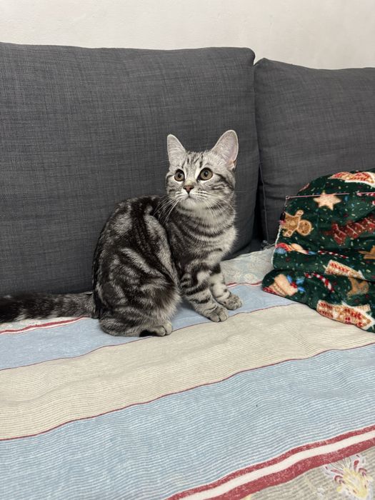 Кошка британка мраморного окраса