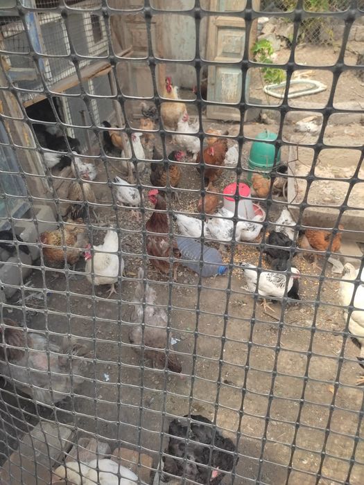 Продам курей циплят