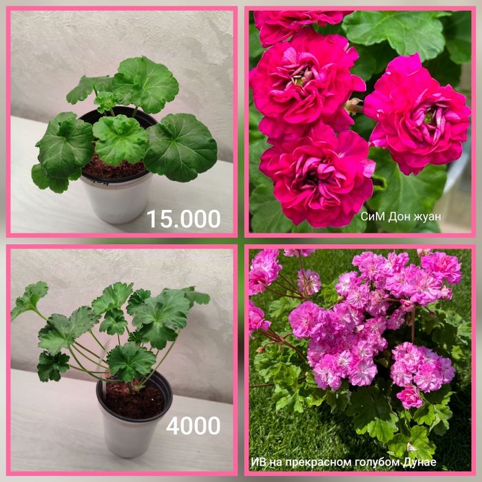 Укорененные черенки пеларгоний