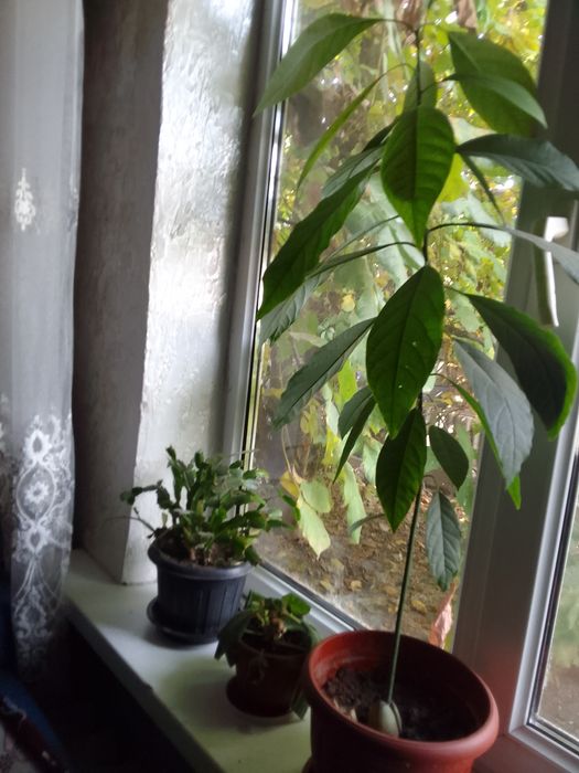 Продаю большие цветы