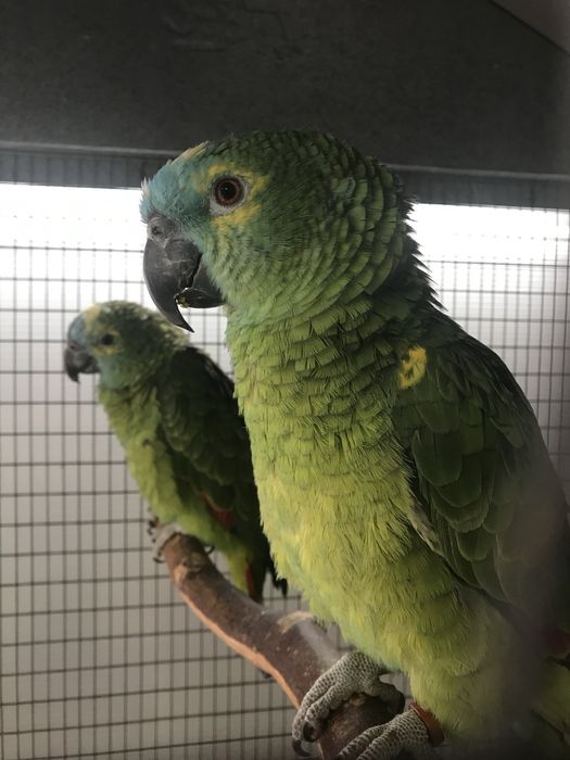 Pereche amazoni frunte albastra