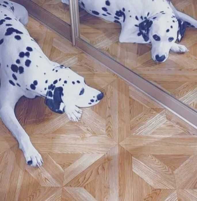 Далматинчик пацан