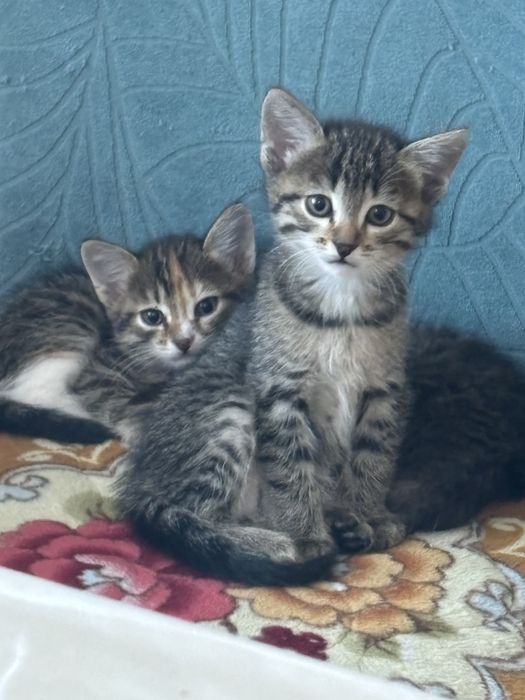 Кошки отдаю в хорошие руки
