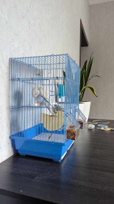 Волныйстый попугай 2 шт