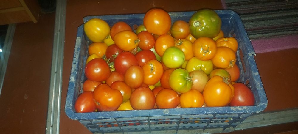 Продам домашние .