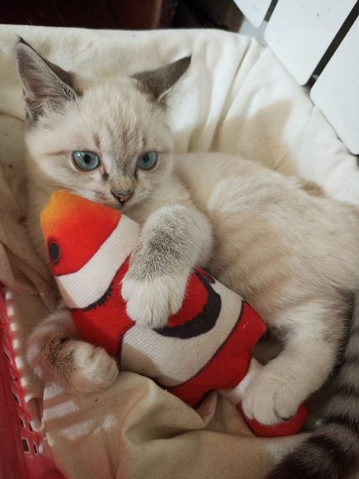 Отдам кошечку в надежные руки.