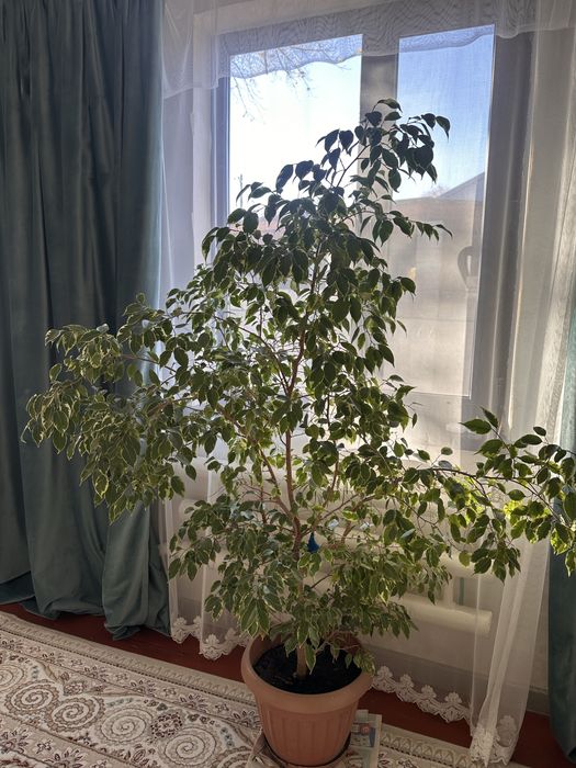 Фикус бенджамина