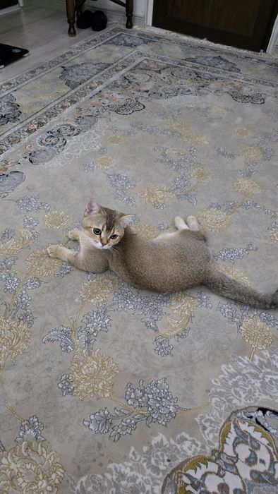 Зоттор ва соглом мушукча