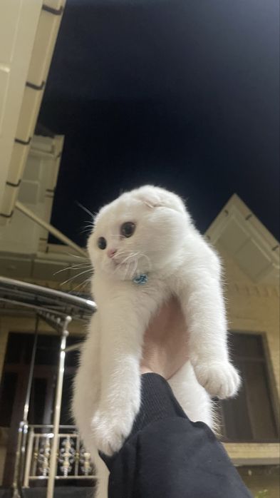 Кот Британский