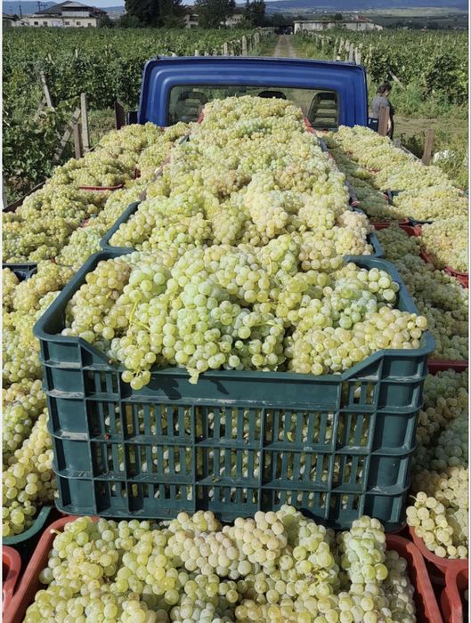 Struguri de vin