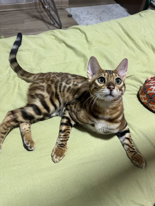 Бенгал мушуги сотилади