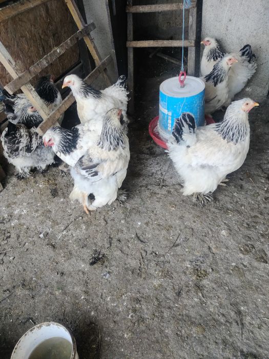 Vând găini brahman