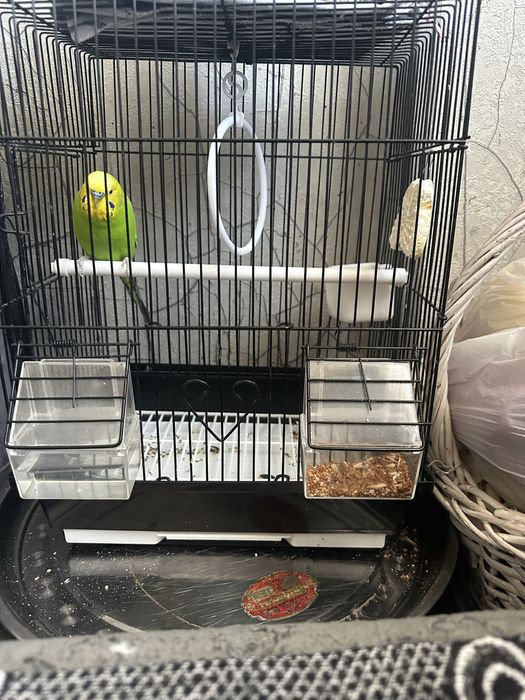 Toti qush qafasi bilan