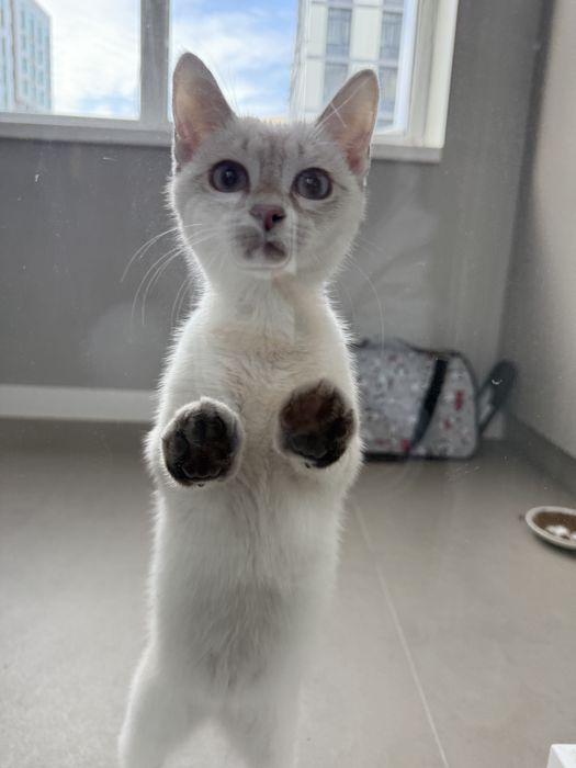 Отдам котенка в добрые руки