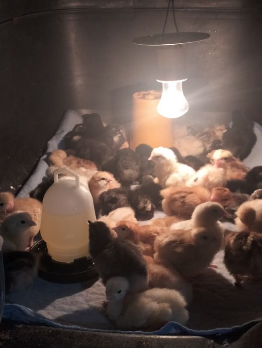 Продаются цыплята